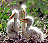 Great Egrets