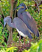Pair of Tricolored Heron at nest