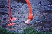 American Flamingo