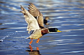 Mallard duck taking off