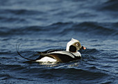 Long-tailed Duck