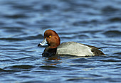 Redhead Duck