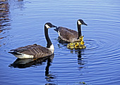 Canada Geese (Branta canadensis)