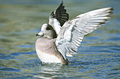 American Wigeon flapping its wings