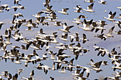 Snow Geese