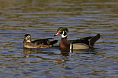Wood Duck Drake and Hen