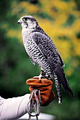 Peregrine falcon with handler