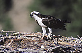 Osprey and young