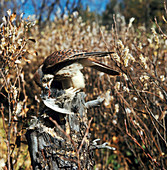 American kestrel with prey