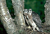 Northern Goshawk nestlings