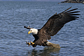 Bald Eagle fishing