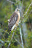 Red-Shoulder Hawk