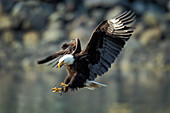 Bald Eagle in flight