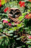 Northern spotted owl (Strix occidentalis) in tree