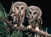 Saw-whet owls