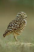 Burrowing Owl at burrow