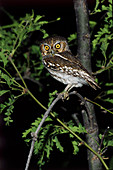 Elf Owl