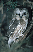 Saw Whet Owl