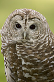 Northern Barred Owl