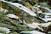 White-tailed ptarmigan