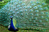 Male blue peafowl
