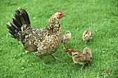 Wild Hawaiian Hen with Chicks