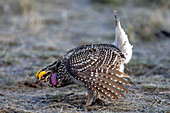 Sharp-tailed grouse displaying