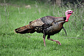 Wild Turkey in Montana