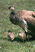 Indian Peahen with chicks