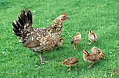 Wild Hawaiian hen and chicks