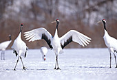 Manchurian Cranes