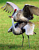 Sandhill Cranes Mating