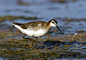 Wilsons Phalarope