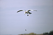 Herring gull dropping a mussel