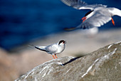 Terns fighting