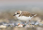 Snowy Plover