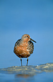 Red Knot