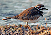 Killdeer (Charadrius vociferus)