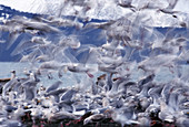 Glaucous-winged Gulls