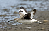 Willet