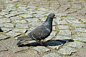 Urban Pigeon