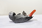'Congo African Grey Parrot Playing ''Dead'''
