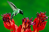 Anna's hummingbird (Calypte anna) feeding