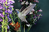 Blue-throated Hummingbird