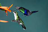 Male and Female Hummingbirds