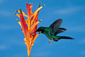 Violet-capped Woodnymph Hummingbird