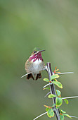 Calliope Hummingbird (Stellula calliope)