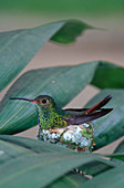 Rufous-tailed Hummingbird on nest