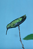 Green-tailed Goldenthroat