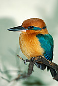 Guam Kingfisher